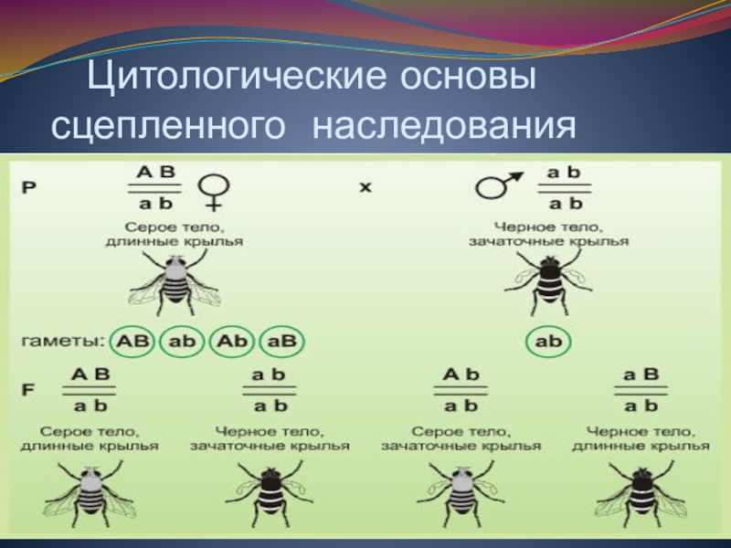 Сцепленное наследование генов презентация