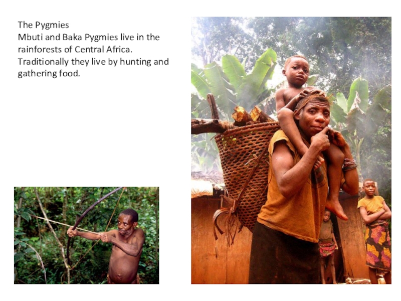Пигмеи народ африки. Pygmies перевод. Племя пигмеев. Пигмеи конго. Мбути семья.