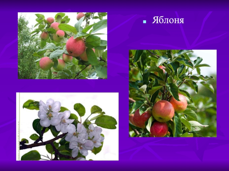 Яблоня относится к растениям. Семейство Розоцветные яблоня. Розоцветные яблоневые. Представители розоцветных. Сообщение о розоцветных яблоня.