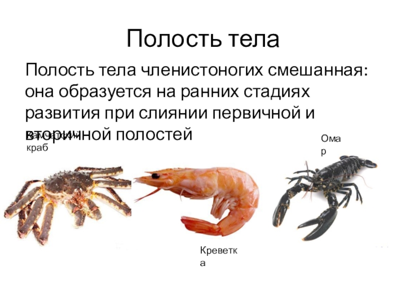 Какая полость тела у. Смешанная полость тела у членистоногих. Первичная полость тела членистоногих. Миксоцель у членистоногих. Первичная и вторичная полость тела у членистоногих.