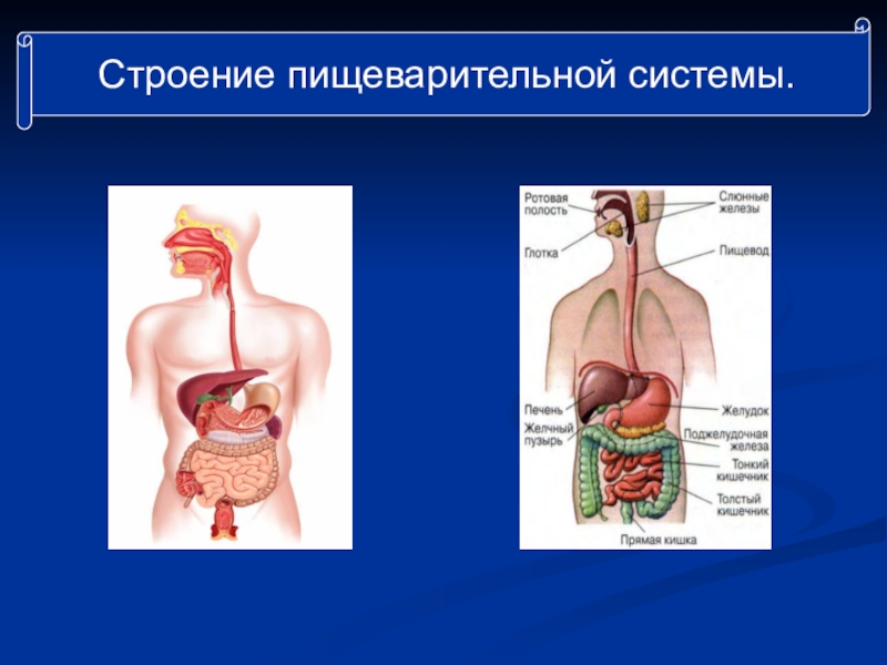 Строение пищеварительной системы картинка