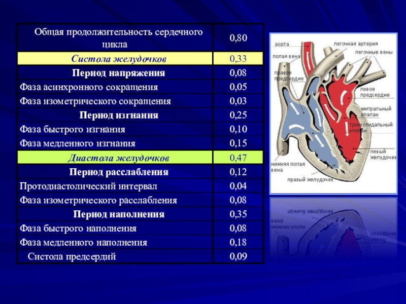 Сердечный длиться. Систола желудочков 2 фазы. Длительность фазы систолы желудочков. Фаза сердечного цикла систола желудочков. Продолжительность сердечного цикла диастола желудочков.