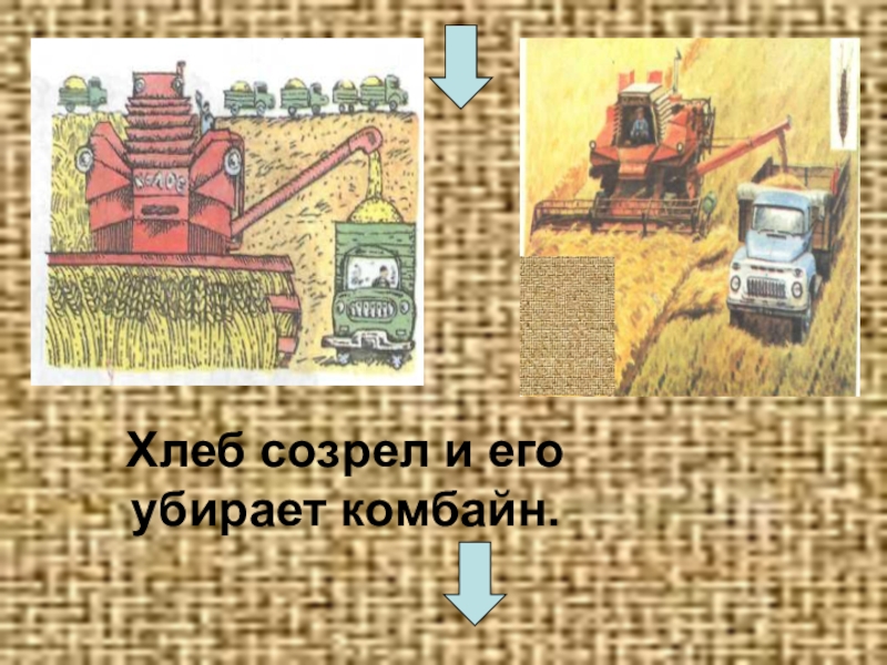 Комбайн убирает хлеб рисунок. Комбайн убирает пшеницу. 1 Хлеб убирают комбайнами. Прочитайте хлеб убирают комбайнами.