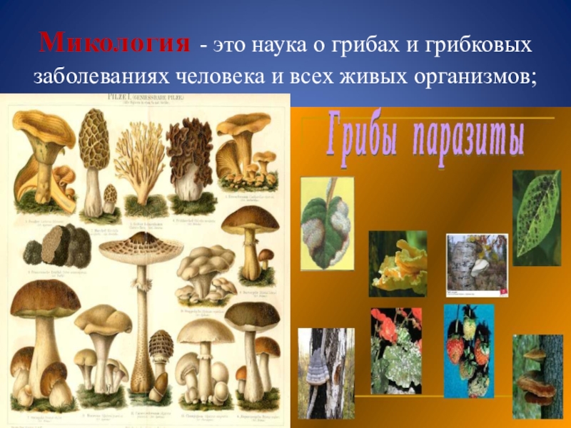 Наука которая изучает грибы. Микология наука о грибах. Микология грибы. Микология презентация. Изучаем грибы.