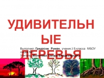 Проект на тему Удивительные деревья