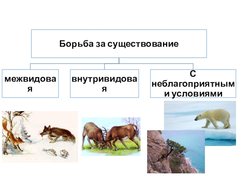 Человек как уникальный вид живой природы презентация 10 класс пономарева