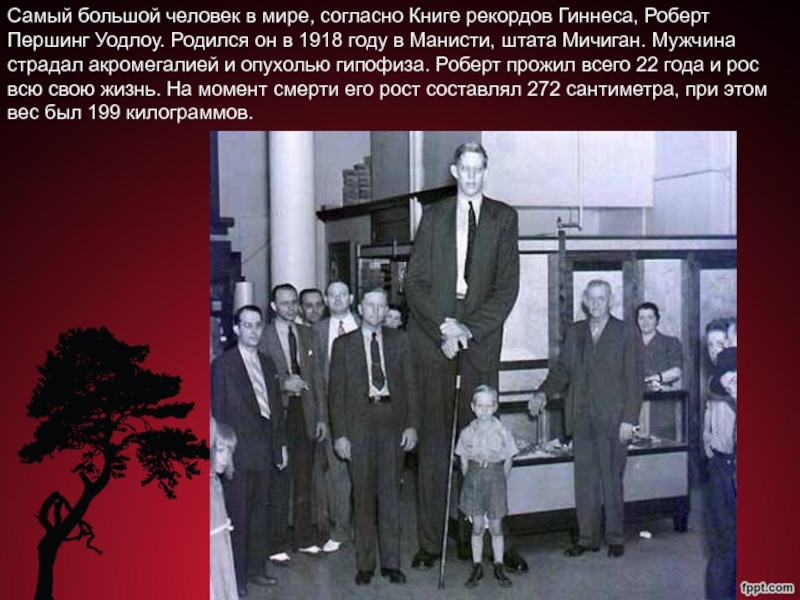 изображение книги рекордов гиннесса. 272 рост роберт уодлоу. шпаргалка 600 метров книга рекордов гинеса. книга рекордов гиннесса в лагере. сэру хью биверу.