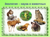 Презентация по биологии История развития зоологии 7 класс