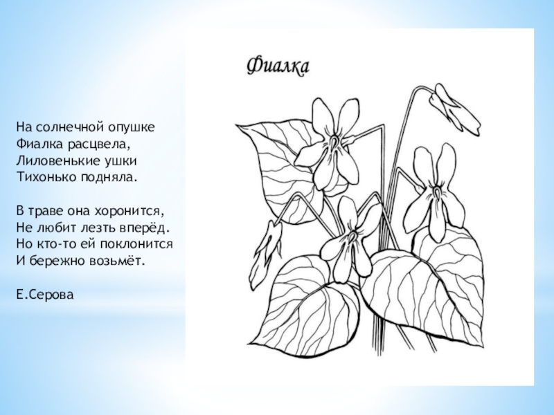 На зеленой солнечной опушке песня текст. Загадка про фиалку. Стихотворение про фиалку. Стишок про фиалку короткий. Стих про фиалку для детей короткие.