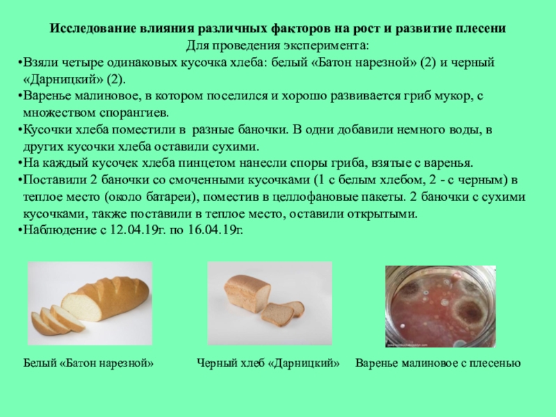 Исследования условий образования и роста плесени на хлебе проект