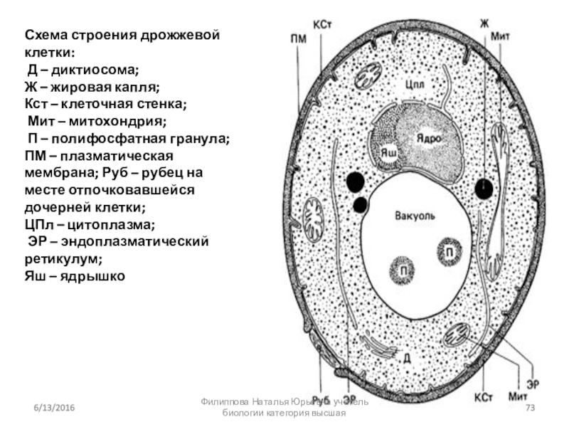 Клетка дрожжей. Схема строения дрожжевой клетки. Строение клетки дрожжей. Схема клетки дрожжей. Строение жировой капли.