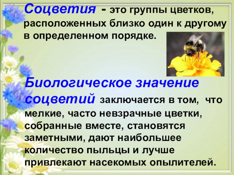 Значение соцветия. Биологическое значение соцветий. Биологическое значение цветка. Роль соцветий. Биологическая роль.