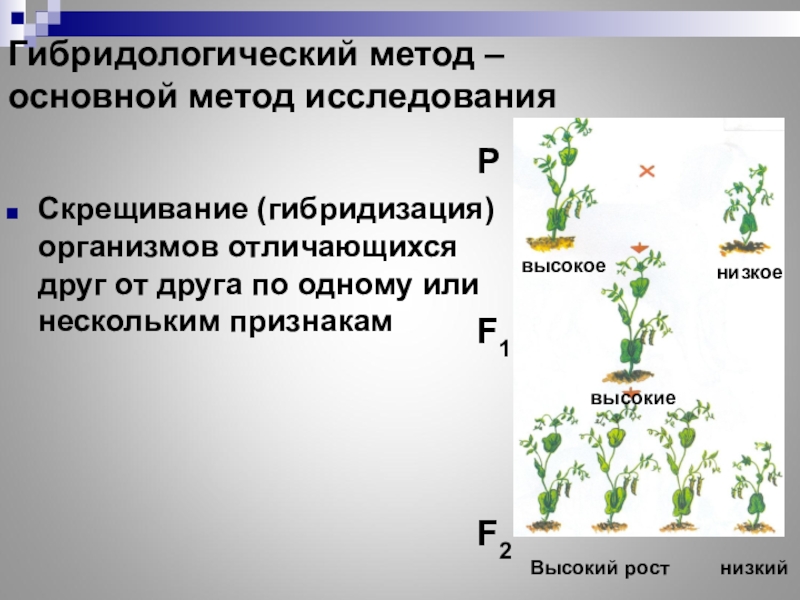 Картинка гибридологический метод