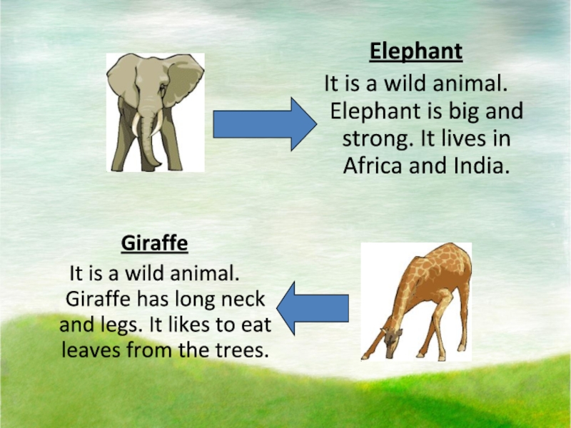 Elephants are перевод. He is an Elephant 3 класс. Elephants are fat than Giraffes перевод на русский. An Elephant is bigger than a Flea текст. What animals Live in Africa.