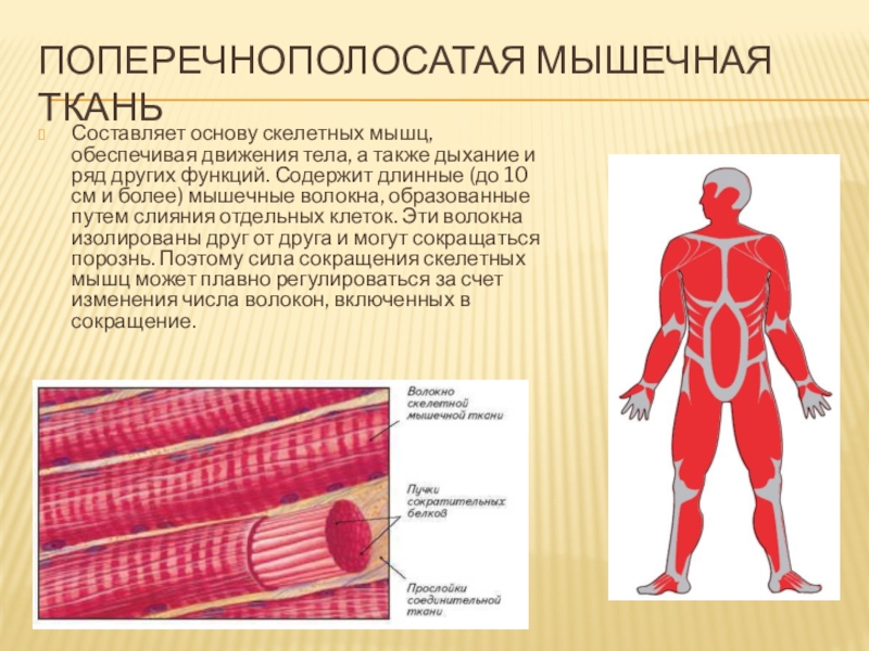 Презентация по биологии 8 класс воля