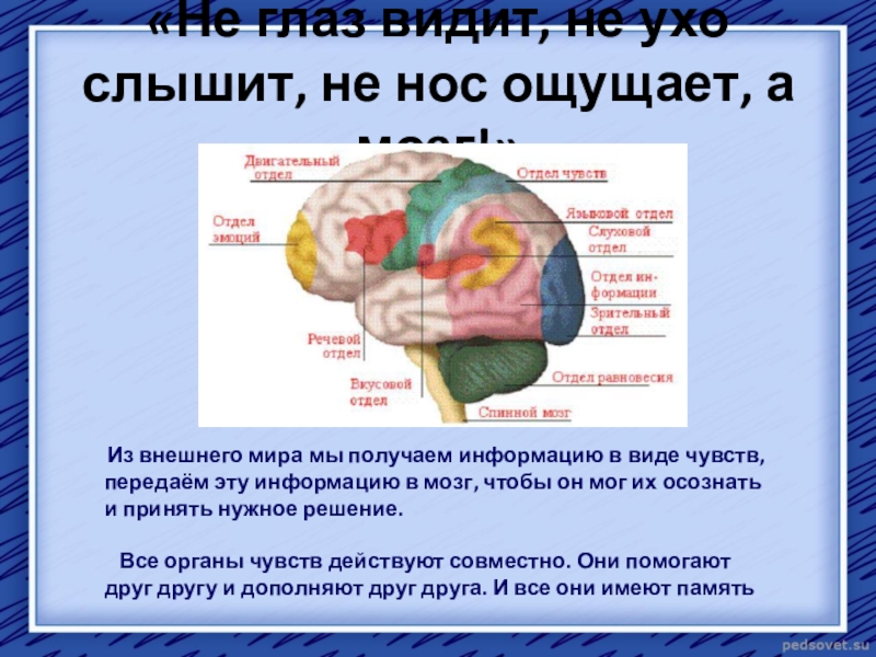 Отделы мозга обоняние. Мозг и органы чувств. Органы чувств и отделы мозга. Отделы мозга отвечающие за органы чувств. Отдел мозга отвечающий за зрение.