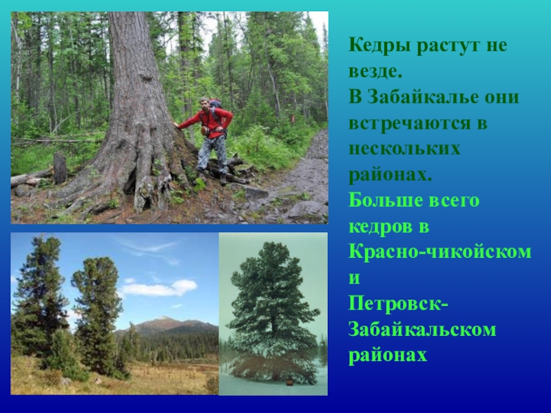 Где растет кедр. Кедр Петровск Забайкальский. Растет в Сибири - растет везде. Кедр в Сургутском районе.