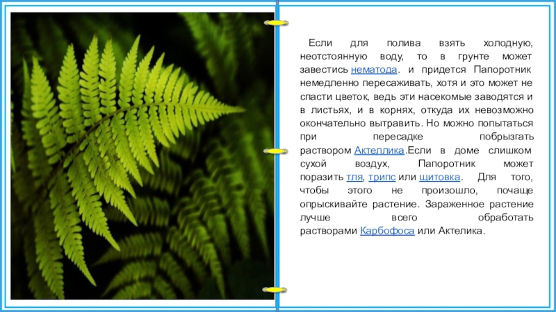 Презентация папоротниковидные 6 класс биология