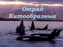 Презентация по биологии на тему Отряд Китообразные. 7 класс