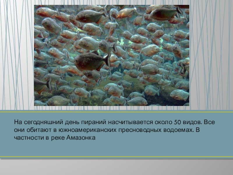 На сегодняшний день пираний насчитывается около 50 видов. Все они обитают в южноамериканских пресноводных водоемах. В частности