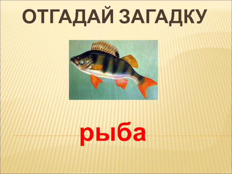 Загадка про рыбу для детей. Загадки про рыб. Рыбная загадка. Загадка про рыбку. Загадки про рыб для детей.