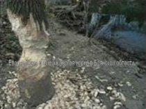 Исследовательская работа Пушистое чудо