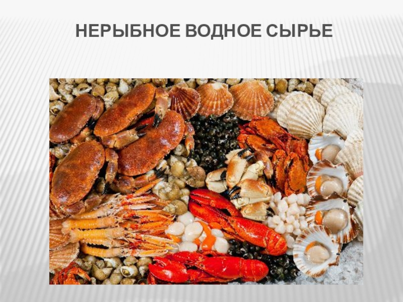 Нерыбные продукты моря картинки
