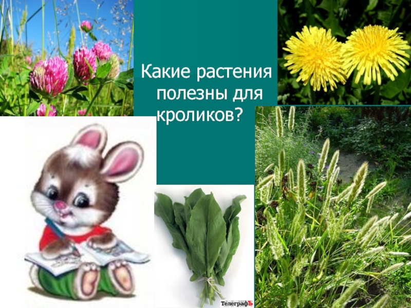 Какие растения полезны для кроликов?