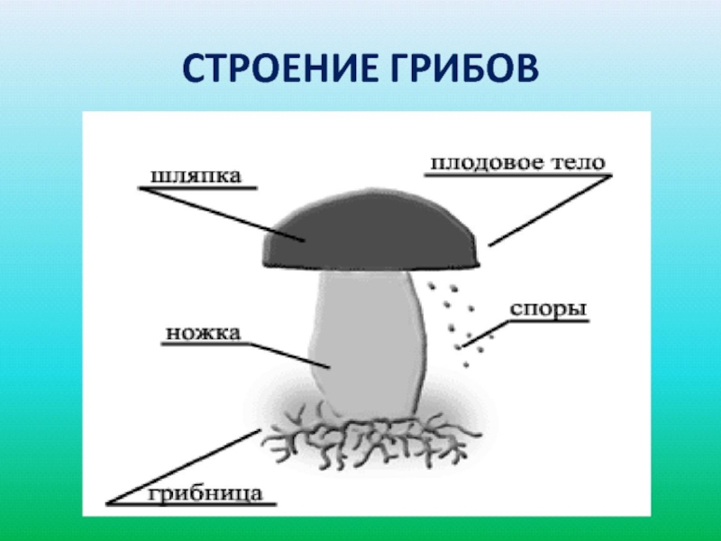 Строение гриба 3 класс окружающий мир рисунок