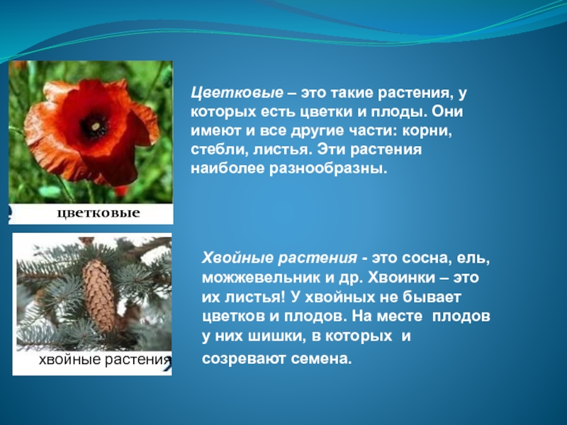 Разнообразие природы родного края 3 класс проект