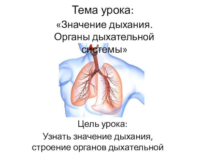 Органы дыхания и их значение