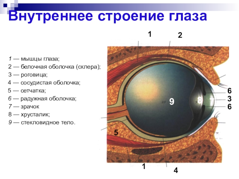 Рисунок глаза биология 8