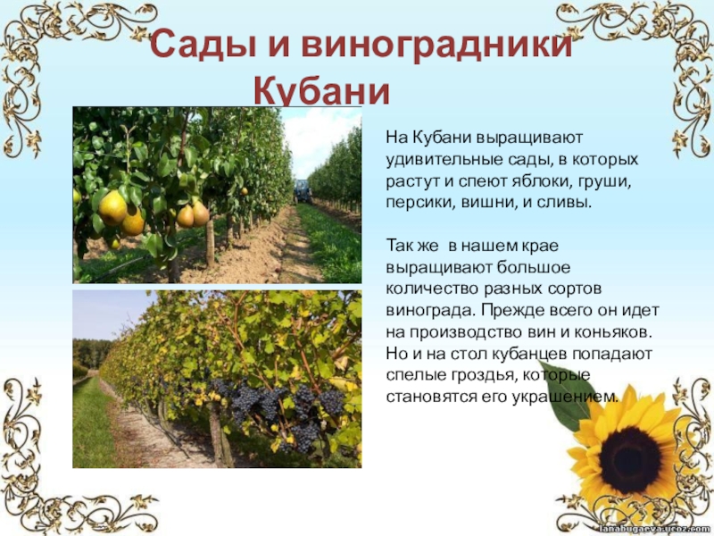 В каком месяце на кубани. Моя Родина Кубань проект. Кубань мой край родной. Сады Кубани Кубани Кубани. Проект Кубань мой край родной.