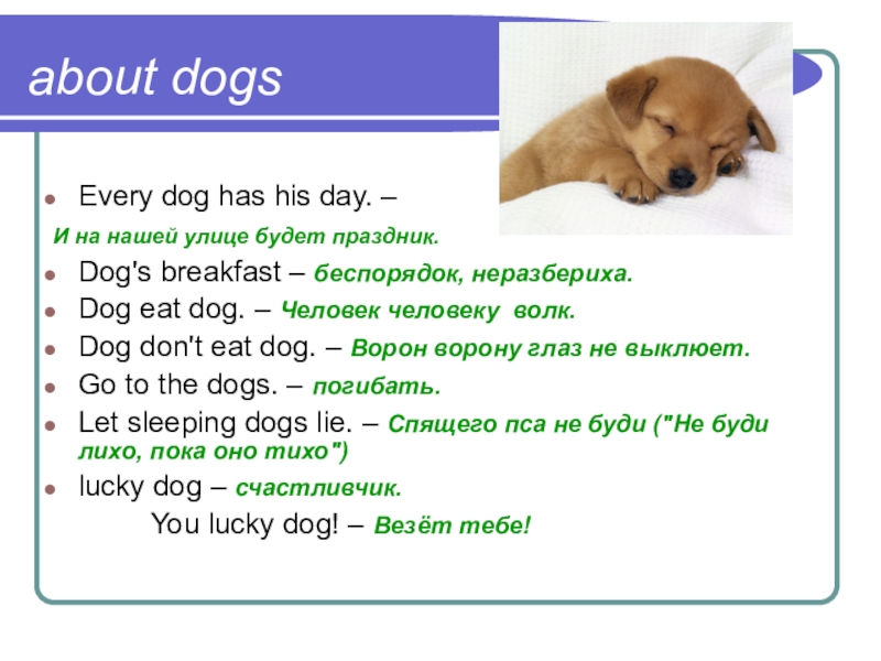 Mike has a small dog перевод. I have a Dog презентация. Every Dog has his Day. Картинка для презентации every Dog has his Day. The Dog have или has.