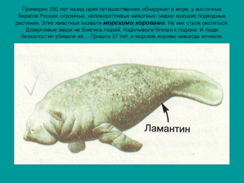 250 лет назад. Морская корова строение. Морская корова игрушка. Морские коровы 250 лет назад. Ламантин строение.