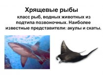 Презентация по биологии на тему Хрящевые рыбы (7 класс)