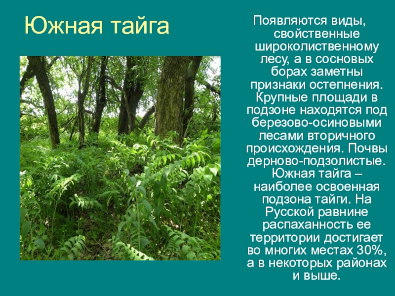 Растительный покров тайги отличается малым видовым разнообразием. Южная Тайга растительность. Растительный мир в Южно таежных. Подзона Южной тайги. Растительный мир Южной тайги.