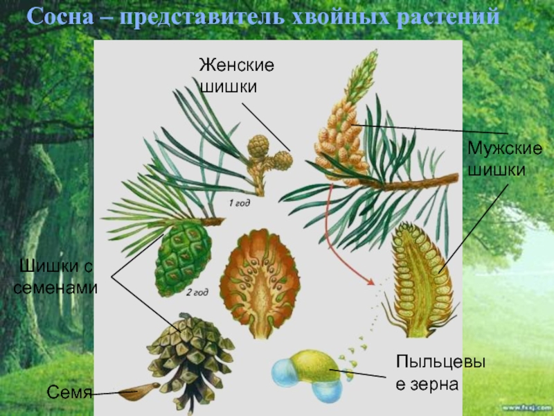 Голосеменное растение рисунок