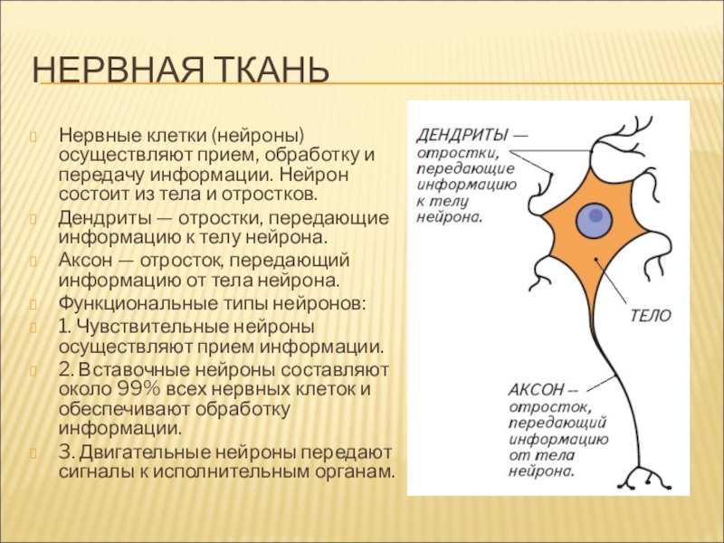 Биология 8 класс строение нейрона рисунок