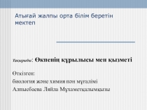 Презентация Өкпенің құрылысы мен қызметі