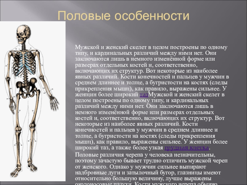 Особенности формы скелета. Скелет мужчины и женщи. Женский и мужской скелет. Анатомия скелета мужчины и женщины. Различия мужского и женского скелета.