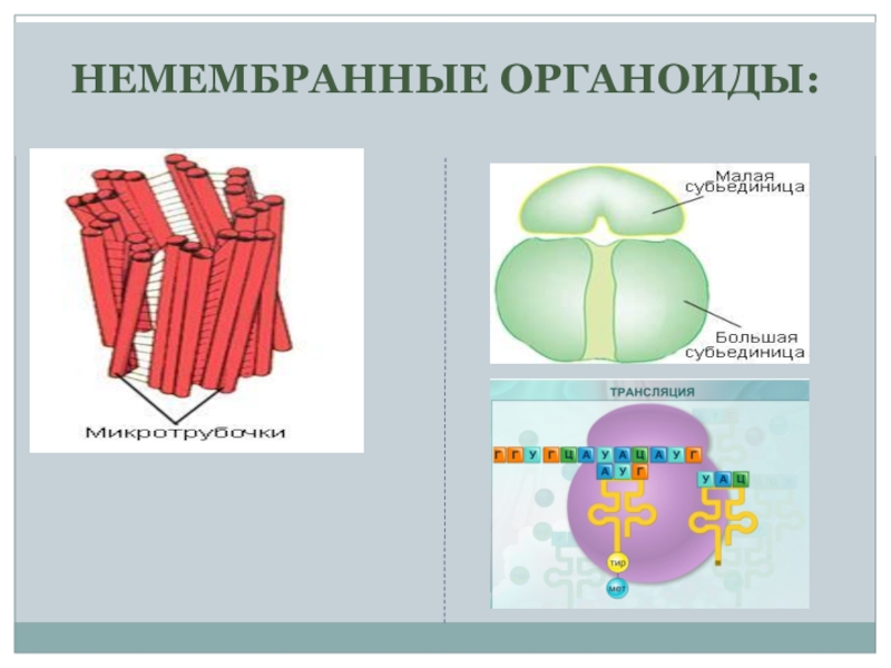 Немембранные органоиды рисунок