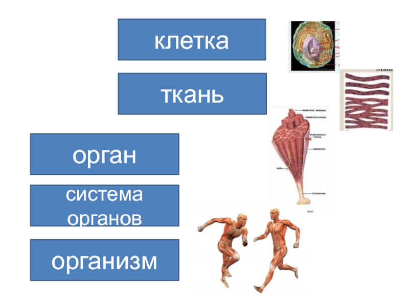 Клетка ткань орган система органов организм схема