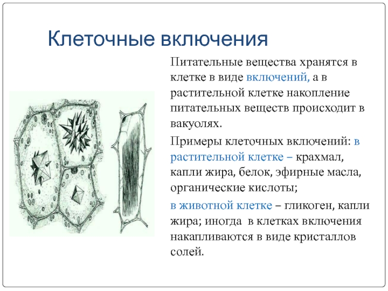 Запасные вещества клетки растений. Строение включений клетки. Клеточные включения строение и функции. Включения растительной клетки функции. Включения животной клетки функции.