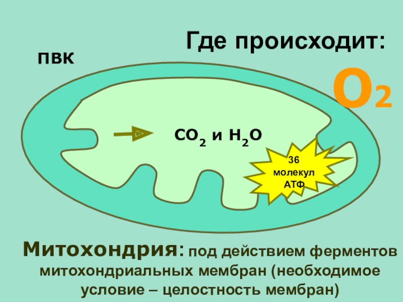 Клеточное дыхание рисунок