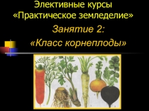 Презентация по элективному курсу Практическое земледелие на тему Корнеплоды