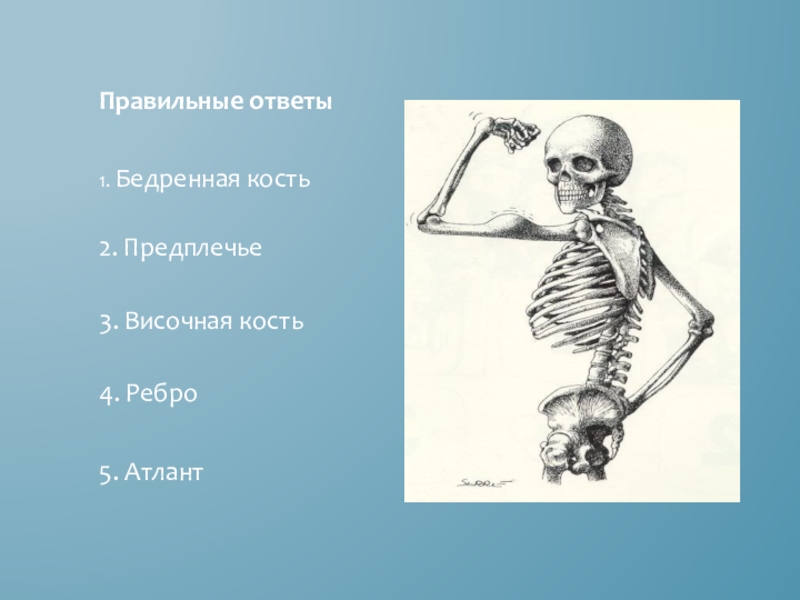 Про скелет человека. Скелет человека 8 класс биология. Скелет человека анатомия 8 класс. Кости скелета человека 4 класс. Скелет человека биологои.