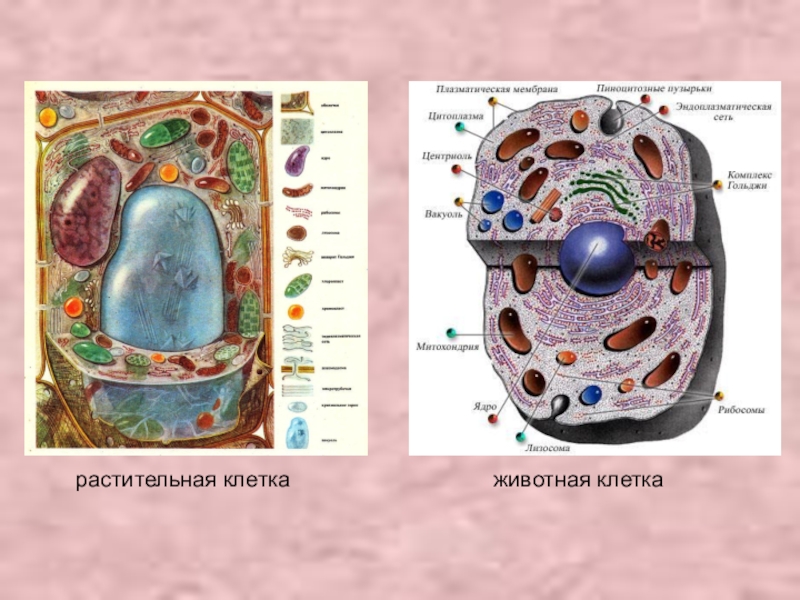 Отличия растительной и животной клетки. Растительные и животные клетки. Живая и растительная клетка. Центриоли в растительной клетке. Рисунок растительной и животной клетки с обозначениями.