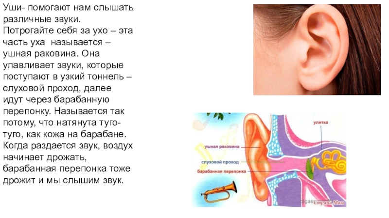 Почему назвали уха. Звук улавливается ушной раковиной. Как ухо улавливает звук. Как ушная раковина улавливает звук. Подвижные уши название.