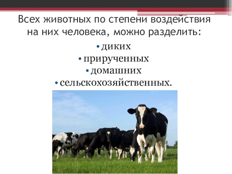 Животноводство как технология выращивания животных 6 класс презентация по технологии